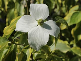 Cornus kousa 'Bonfire' (Japanese Dogwood) flower with four white bracts around a green centre, surrounded by green leaves edged in cream and yellow.