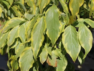 Cornus kousa 'Bonfire' (Japanese Dogwood) foliage in close-up, with green oval leaves edged in cream and soft gold in sunlight.