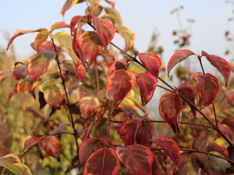 Cornus kousa 'Bonfire'