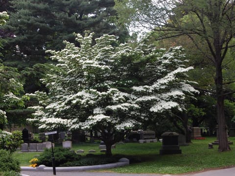 Cornus kousa 'China Girl'