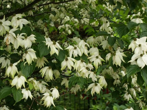 Cornus kousa 'Doubloon'