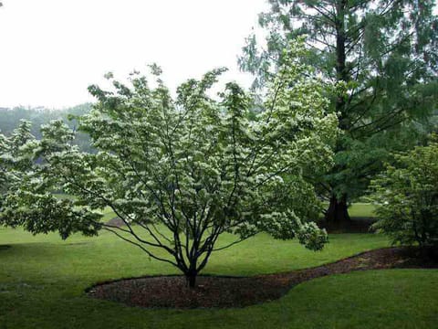 Cornus kousa 'Gold Star'