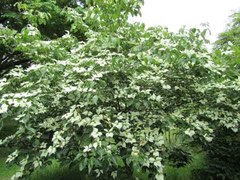Cornus kousa 'Moonbeam'