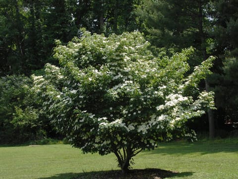 Cornus kousa 'National'