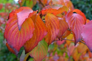 Cornus kousa 'Satomi' (Japanese Dogwood) in autumn, with broad oval leaves in orange, red and pink and green-tinged veins on slender branches.
