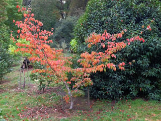 Young Cornus kousa 'Satomi' (Japanese Dogwood) in autumn, its spreading branches covered in orange-red leaves, growing on a lawn in front of dark evergreen shrubs.