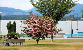 Cornus kousa 'Satomi' (Japanese Dogwood) in full pink bract display on a park lawn, with a waterfront, mountains and two people on a bench behind.