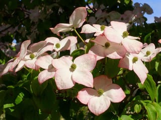 Cornus kousa 'Satomi' (Japanese Dogwood) with pale pink, four-bracted flowers and green centres, set among dark green leaves in sunshine.