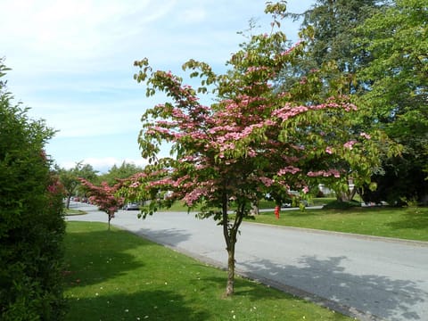 Cornus kousa 'Satomi'