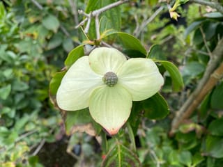 Cornus kousa 'Southern Cross' (Japanese Dogwood) bloom, showing four pale cream-green bracts around a green central cluster, surrounded by green leaves and branches.