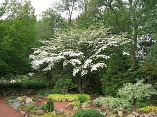 Cornus kousa 'Southern Cross' (Japanese Dogwood) in full bloom, a multi-stemmed tree with horizontal branches covered in white flowers, in a garden with rocks and shrubs.