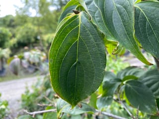 Cornus kousa 'Southern Cross' (Japanese Dogwood) close-up of a glossy dark green leaf with curved veins, set against a blurred nursery path.