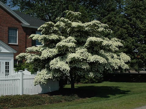 Cornus kousa 'Southern Cross'