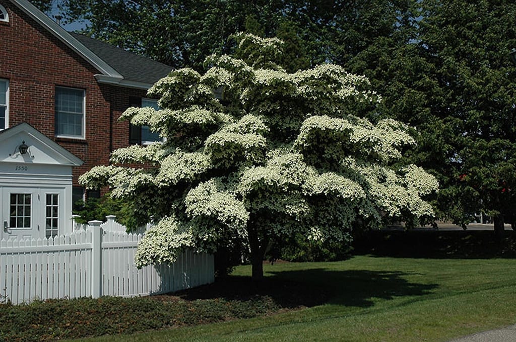 Cornus kousa 'Southern Cross' (Japanese Dogwood) in full bloom, its tiered branches covered in creamy-white flowers beside a white picket fence and brick house.