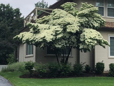 Cornus kousa