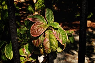 Cornus nuttallii (Pacific Dogwood) leaves turning green to reddish-burgundy with pink edges, growing between black iron railings in dappled sunlight.