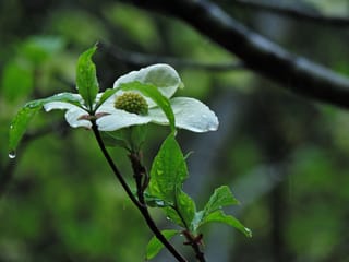 Cornus nuttallii (Pacific Dogwood) flower with white bracts and a green central cluster, beaded with raindrops on a slender dark twig with fresh green leaves.