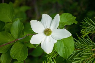 Cornus nuttallii (Pacific Dogwood) flower with six white bracts around a green central cluster, surrounded by green leaves and conifer foliage.
