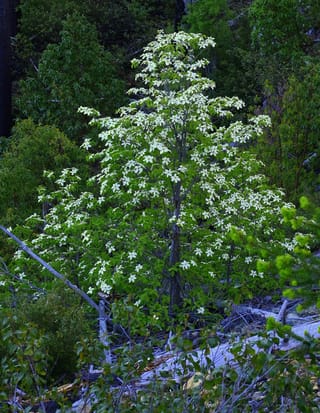 Cornus nuttallii (Pacific Dogwood), a slender tree covered in white flower bracts and green leaves, growing among dark forest shrubs and fallen grey logs.