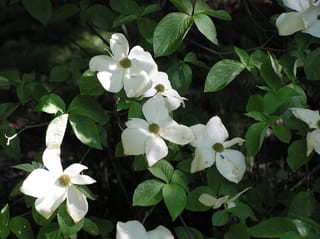 Cornus nuttallii (Pacific Dogwood) with large white four- to six-bracted flowers and green centres, surrounded by oval green leaves on dark branches.
