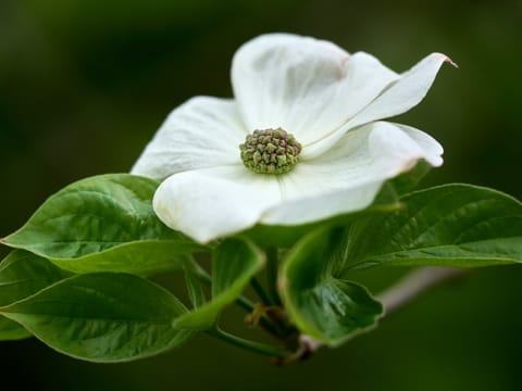 Cornus nuttallii