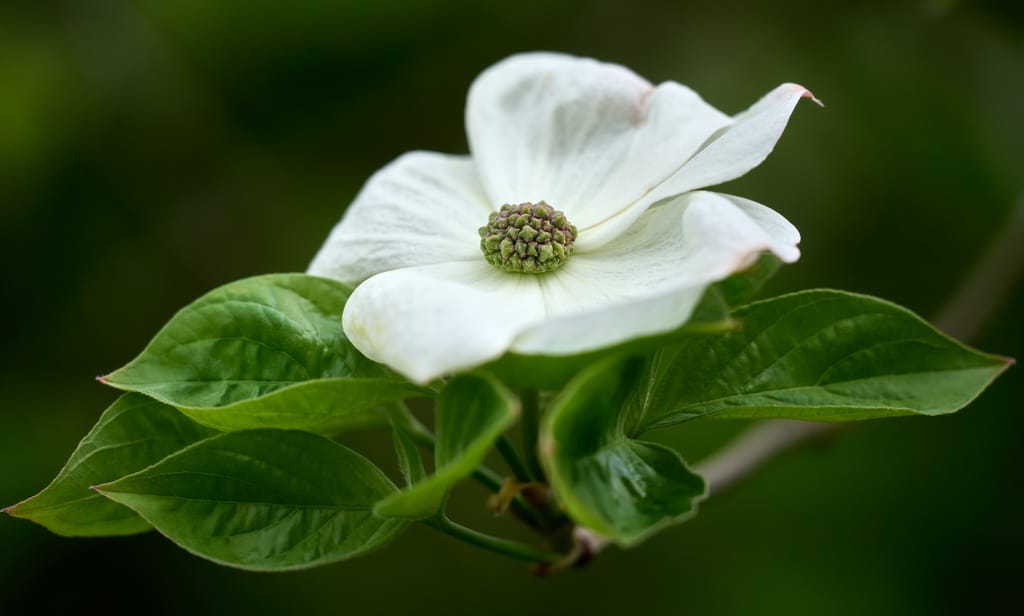 Cornus nuttallii (Pacific Dogwood) flower with large white bracts around a green central cluster, surrounded by fresh green leaves on a branch.