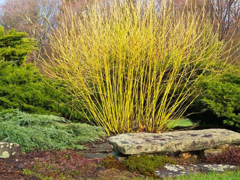 Cornus sericea 'Flaviramea'
