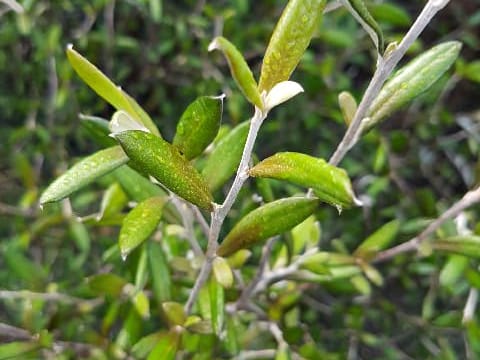 Corokia x cheesemanii