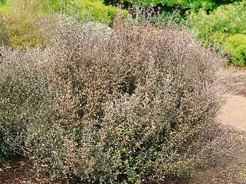 Corokia x virgata 'Bronze King'