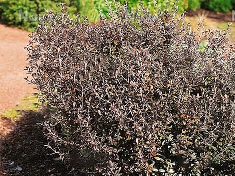 Corokia x virgata 'Frosted Chocolate'