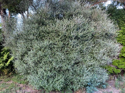 Corokia x virgata 'Geenty's Ghost'