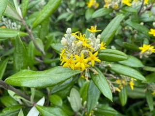 Corokia macrocarpa 'Geenty's Giant' (korokio) with small yellow star-shaped flowers and silvery buds among broad, glossy green leaves.