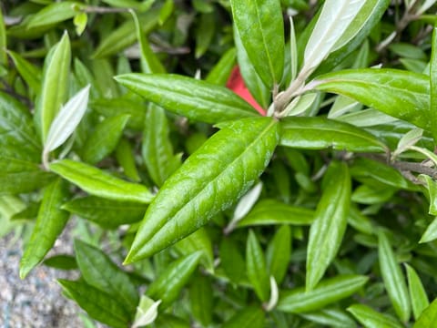 Corokia macrocarpa 'Geenty's Giant'