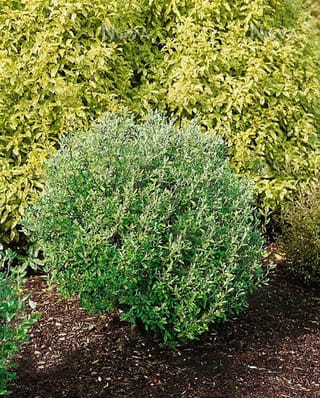 Corokia x virgata 'Geenty's Green' (korokio), a compact rounded shrub with small green leaves, growing in dark bark mulch in front of yellow-green foliage.