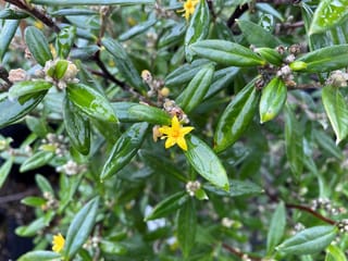 Corokia x virgata 'Geenty's Green' (korokio) with glossy deep-green leaves on dark stems and a small yellow star-shaped flower among woolly buds.