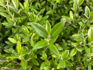 Corokia x virgata 'Geenty's Green' (korokio), close-up of glossy, oval, deep-green leaves on a dense shrub with fine twiggy stems.