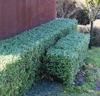 Clipped hedge of Corokia x virgata 'Geenty's Green' (korokio) with dense, glossy green foliage, beside a rusted steel wall and mossy ground.