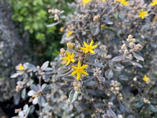 Corokia x virgata 'Phantom' (korokio) with small star-shaped yellow flowers and unopened buds against dark, silvery-grey foliage on a shrub in a garden.