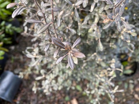 Corokia x virgata 'Phantom'