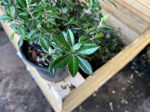 Corokia x virgata 'Pounamu'