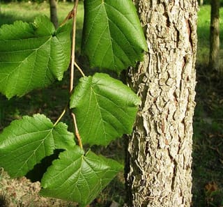 Corylus colurna (Turkish Hazel) trunk with rough, flaking grey-brown bark beside a slender twig bearing broad, toothed green leaves.