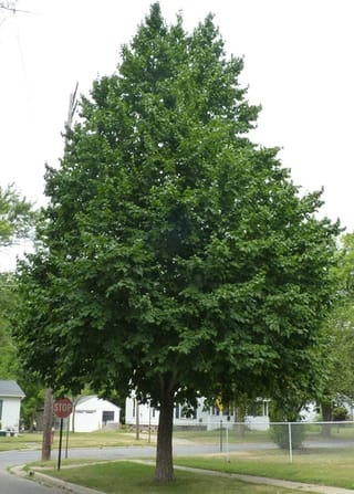 Corylus colurna (Turkish Hazel), a mature tree with a dense, broadly conical crown of dark green leaves, growing on a suburban street corner lawn.
