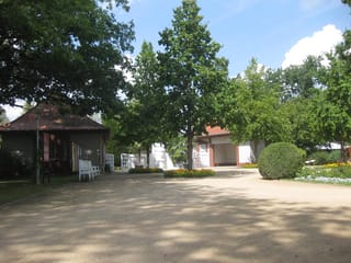 Corylus colurna (Turkish Hazel) with a tall, narrow conical crown and green foliage, growing beside a gravel path in a park with buildings and flower beds.