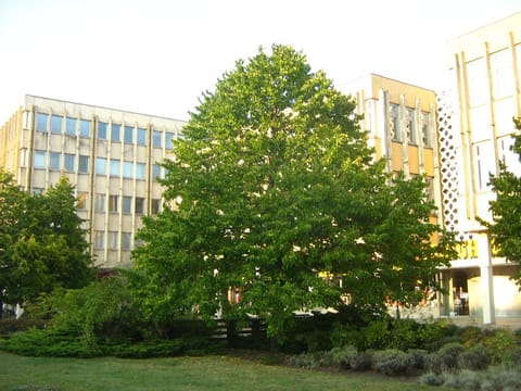Corylus colurna