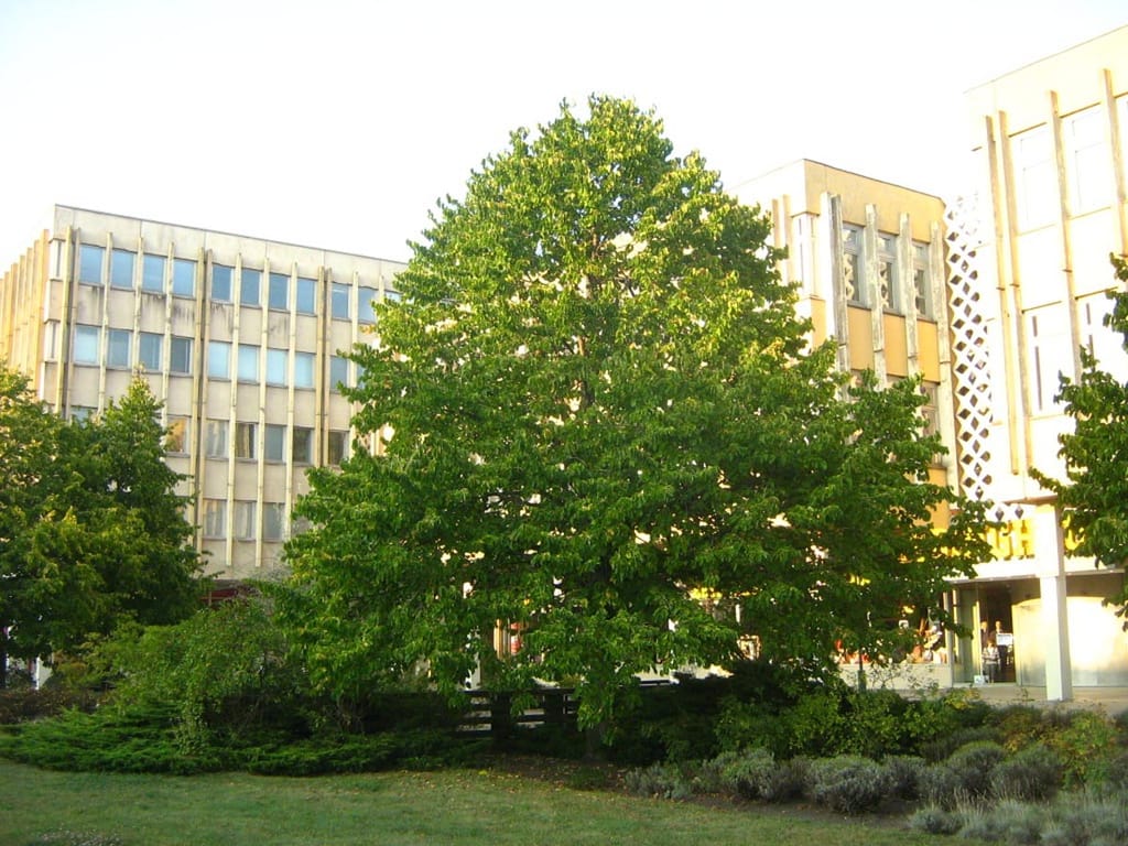 Corylus colurna (Turkish Hazel), a mature deciduous tree with a broad, dense green canopy, growing on a lawn with shrubs in front of multi-storey buildings.