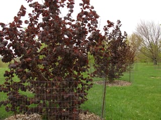 Corylus maxima 'Purpurea' (Purple-leaved Filbert) shrubs with deep burgundy-purple foliage, growing in wire mesh guards on mulch in a grassy paddock.