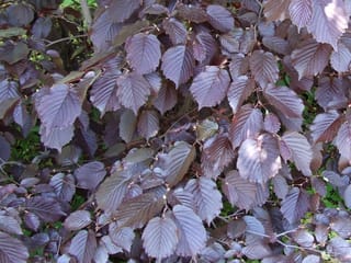 Corylus maxima 'Purpurea' (Purple-leaved Filbert) foliage, showing deeply veined, serrated plum-purple leaves densely layered on branches with green growth behind.