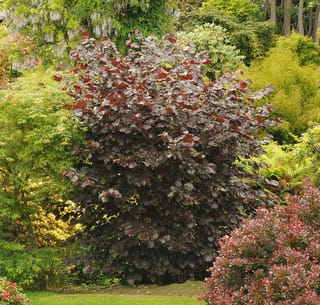 Corylus maxima 'Purpurea' (Purple-leaved Filbert), a large shrub with deep plum-purple foliage, growing in a garden beside green shrubs and wisteria.