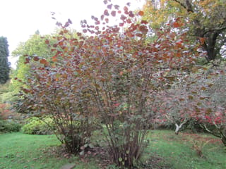 Corylus maxima 'Purpurea' (Purple-leaved Filbert), a multi-stemmed shrub with bronze-purple autumn foliage, growing on a lawn among parkland trees.