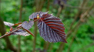 Corylus maxima 'Purpurea' (Purple-leaved Filbert) branch with deeply veined, serrated plum-purple leaves tinged red, and small buds, against a blurred green background.